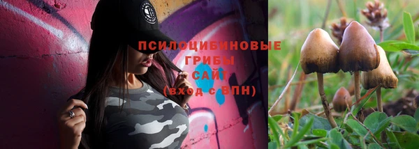 прущие грибы Абинск